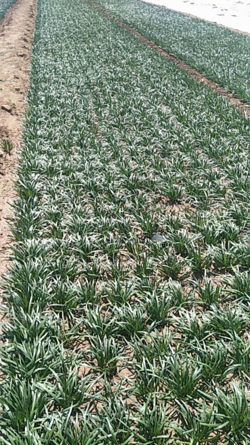 本地陆地韭菜大量上市中