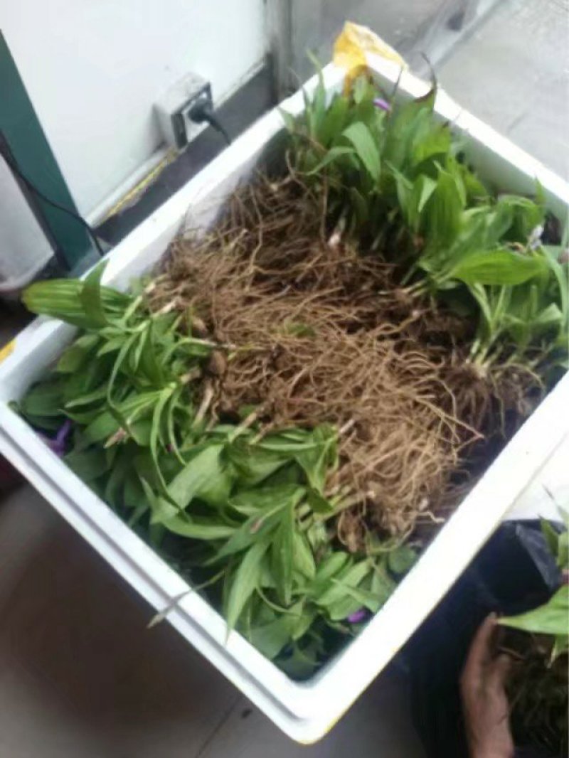 【白艿苗】(精致优选广西桂林基地苗)白芨苗