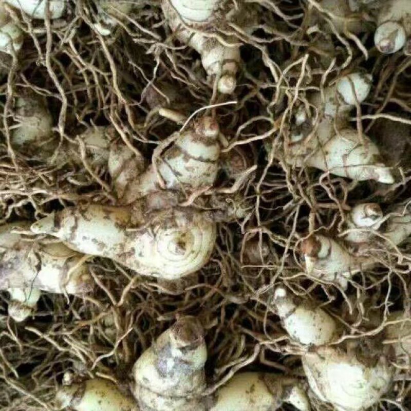 【白艿苗】(精致优选广西桂林基地苗)白芨苗