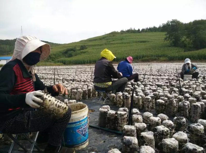 东北特产，木耳，蘑菇，人参，等批发零售