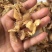 东北特产，木耳，蘑菇，人参，等批发零售