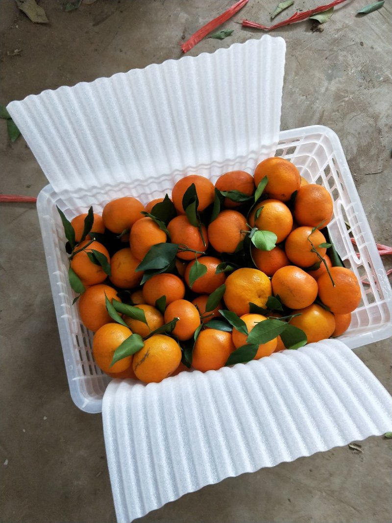 1000吨沃柑供应
