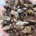 白头翁东北干货2斤起包邮量大优惠