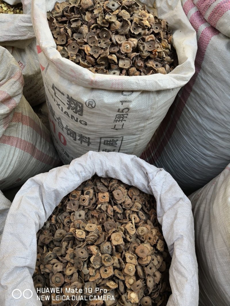 柿蒂干货老柿蒂够含量各种规格量大从优欢迎选购