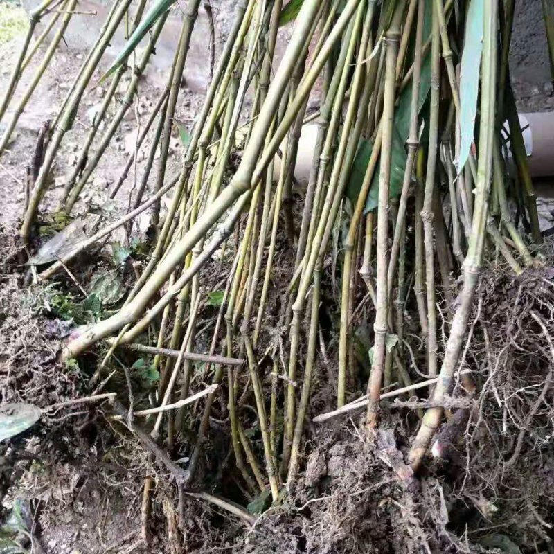 【竹苗】学货的好苗包技术批发成活率高优质