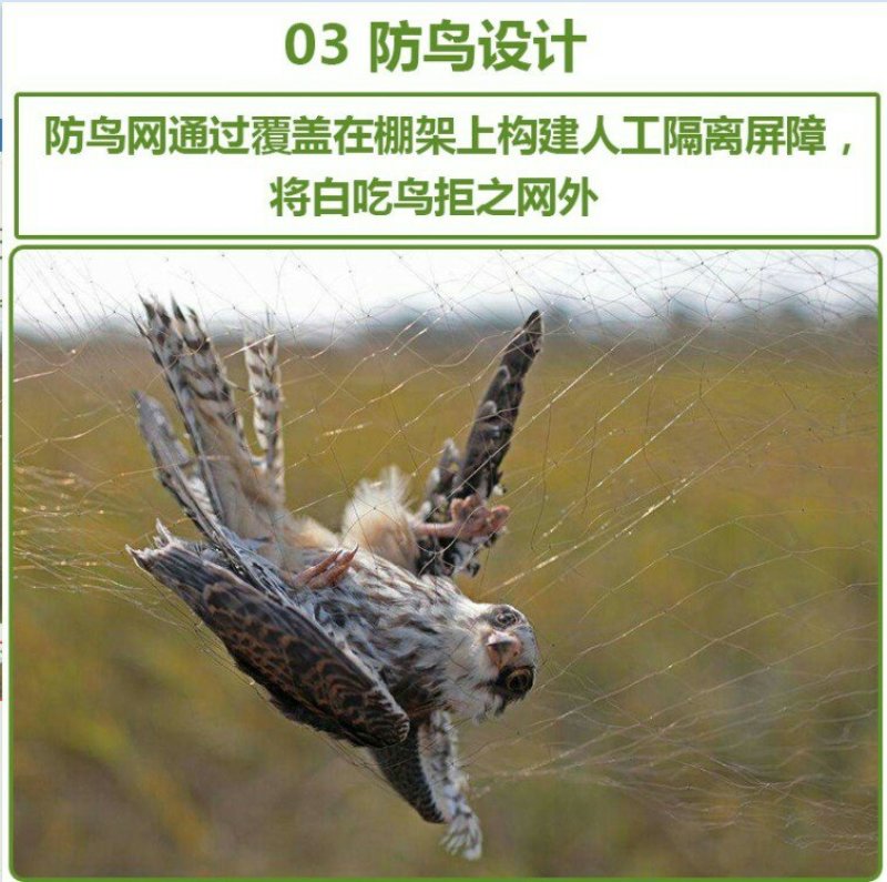 防鸟网果园果树尼龙网葡萄网樱桃网稻谷鱼塘防护网天网阳台防