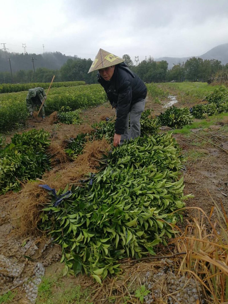 药用枳壳苗枳壳臭橙嫁接苗，江西商州臭橙苗。