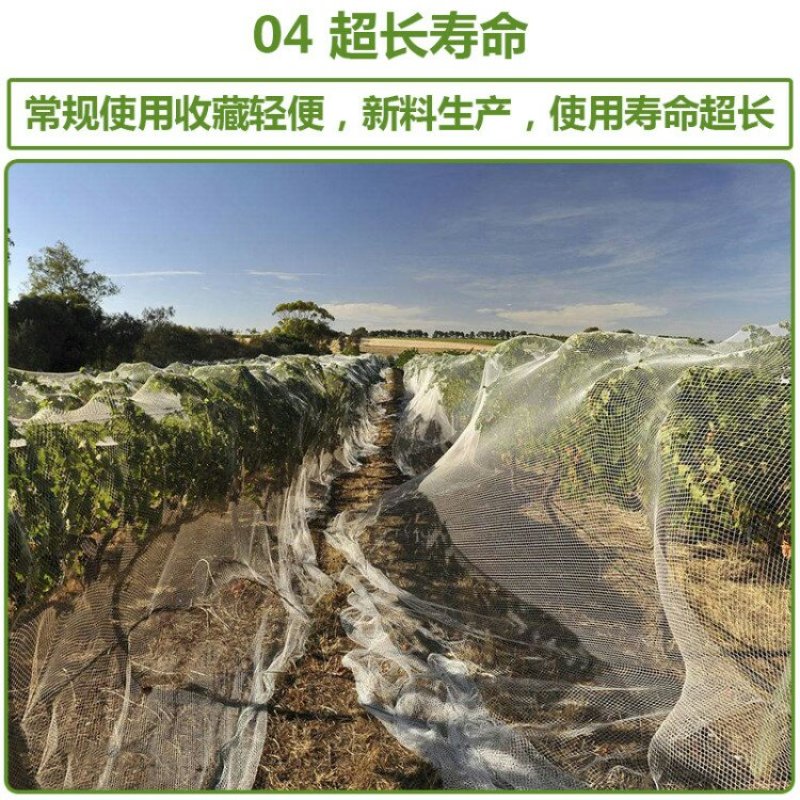 防鸟网果园果树尼龙网葡萄网樱桃网稻谷鱼塘防护网天网阳台防