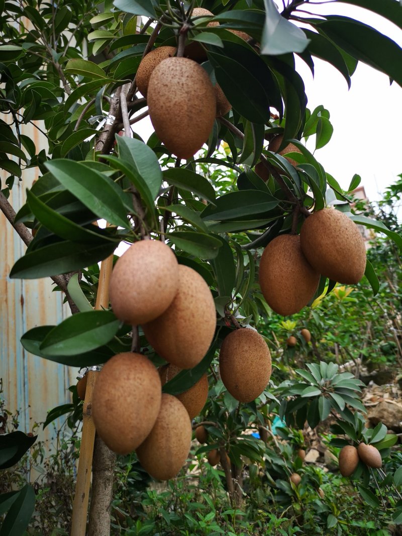 人心果苗