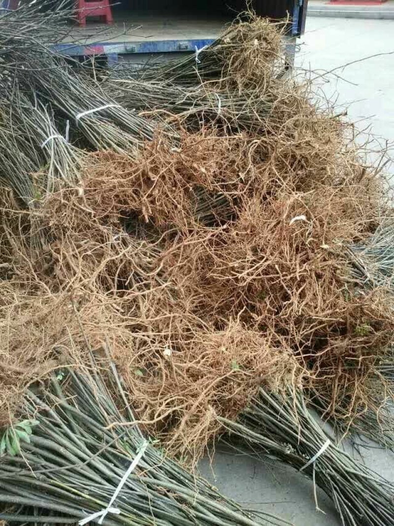 吴茱萸杯苗，江西中花吴茱萸杯苗