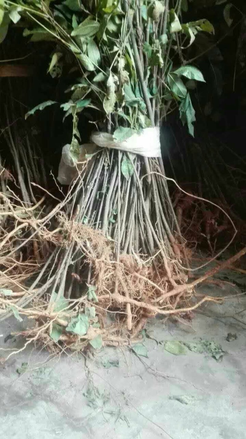 吴茱萸杯苗，江西中花吴茱萸杯苗