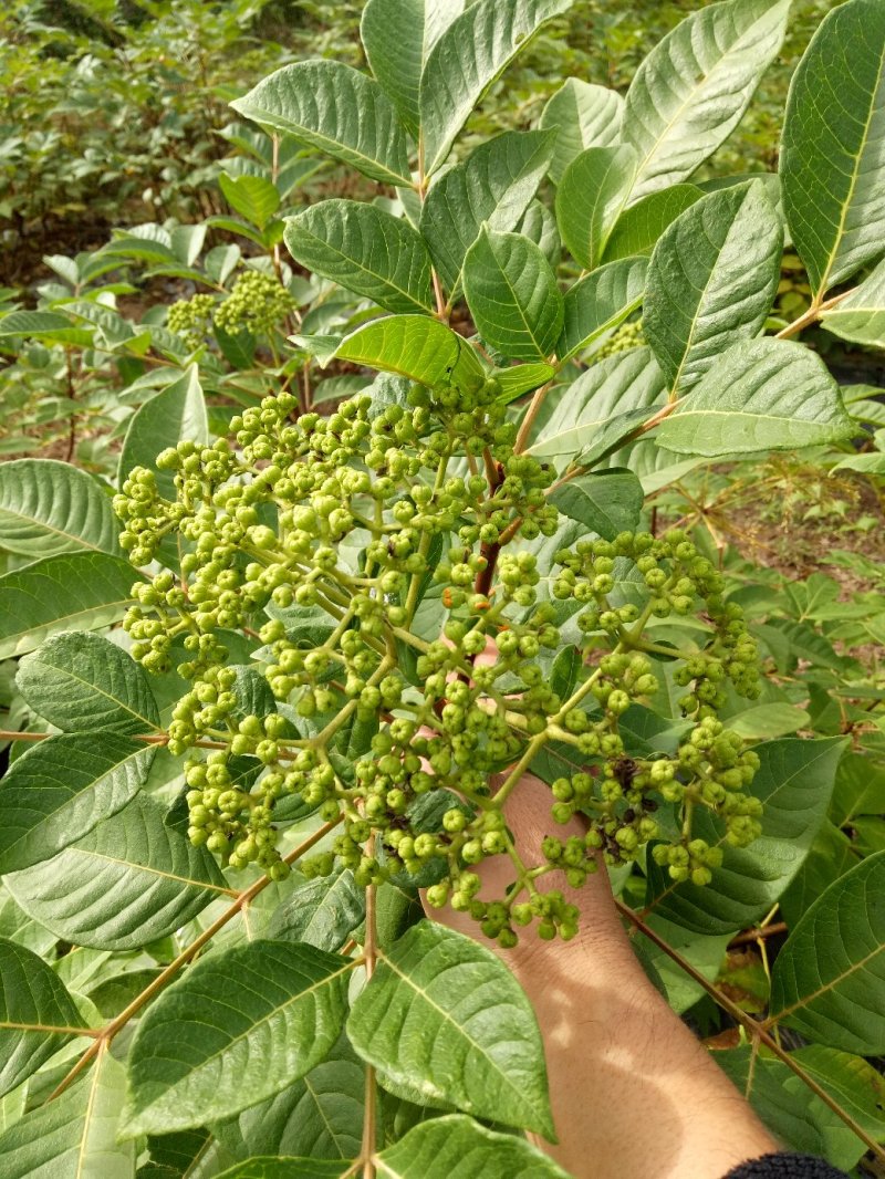 吴茱萸杯苗，江西中花吴茱萸杯苗