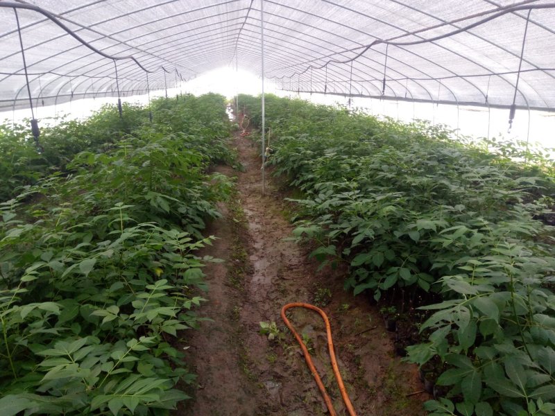 吴茱萸杯苗，江西中花吴茱萸杯苗