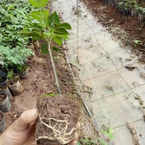 吴茱萸杯苗，江西中花吴茱萸杯苗