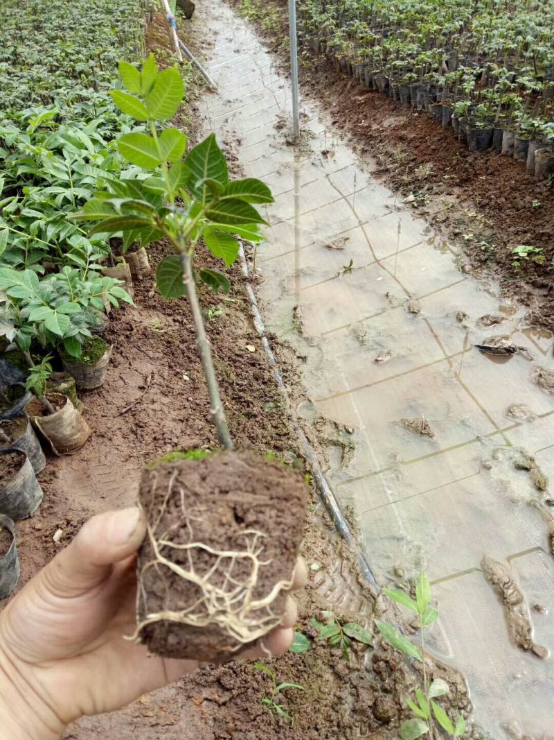 吴茱萸杯苗，江西中花吴茱萸杯苗