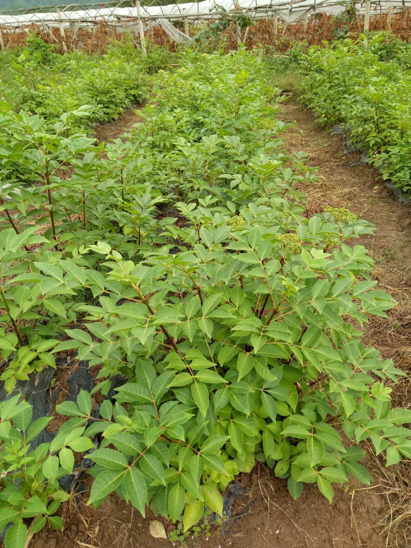 吴茱萸杯苗，江西中花吴茱萸杯苗