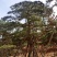 造型油松地径30