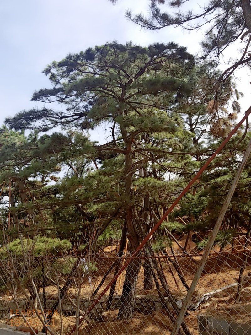 造型油松地径30