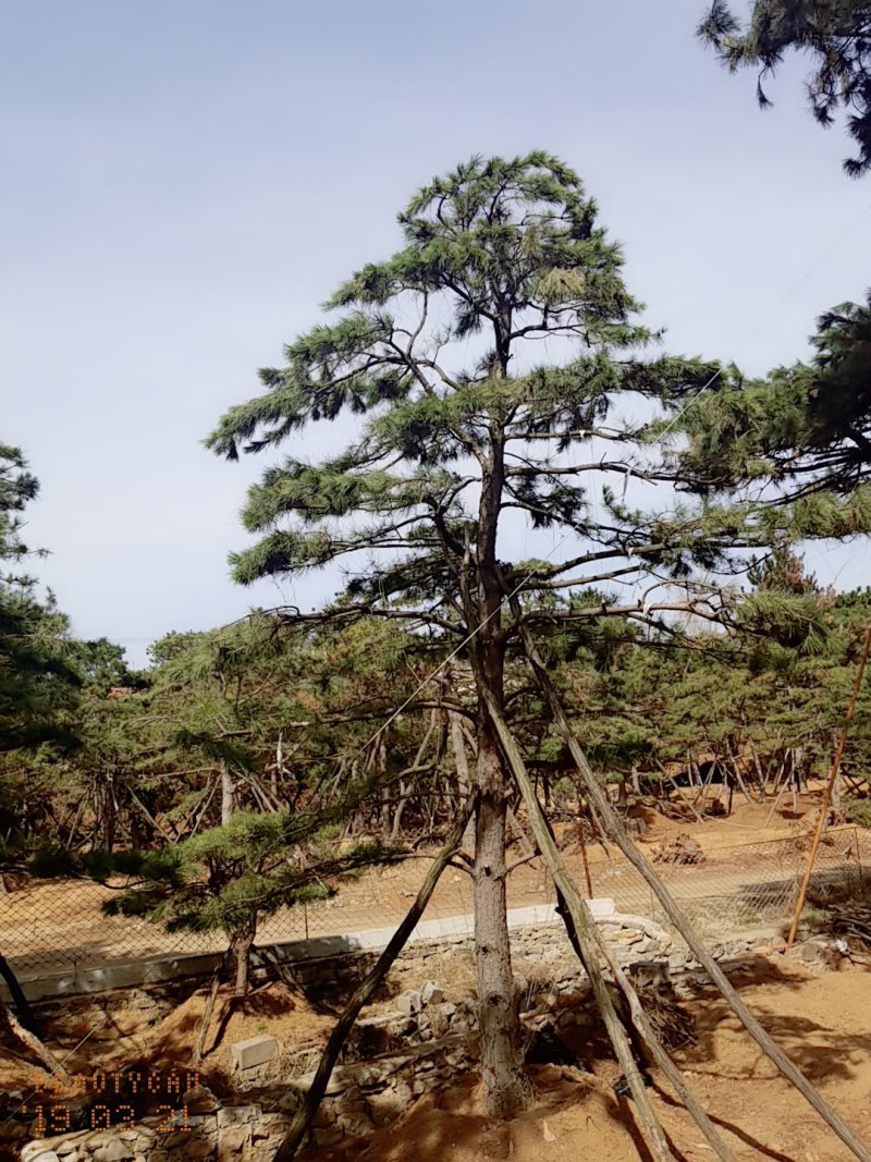 造型油松地径30