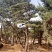 造型油松地径30