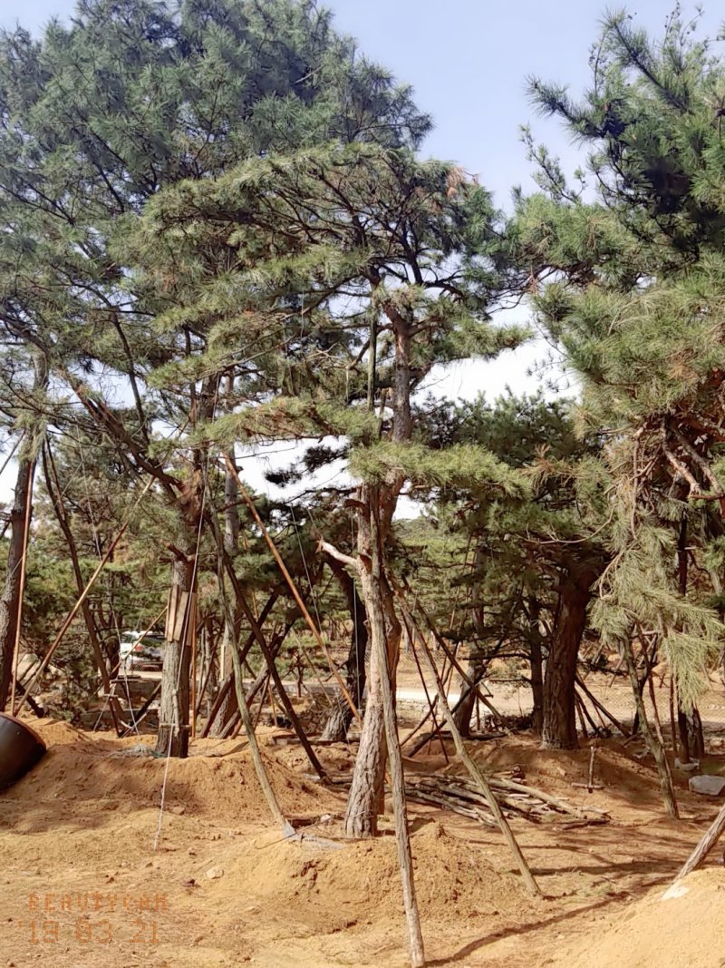 造型油松地径30