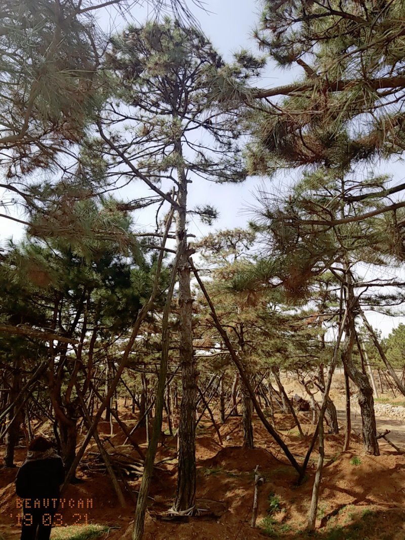 造型油松地径30