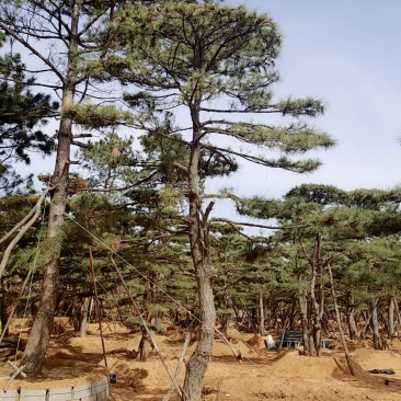 造型油松地径30