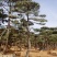 造型油松地径30