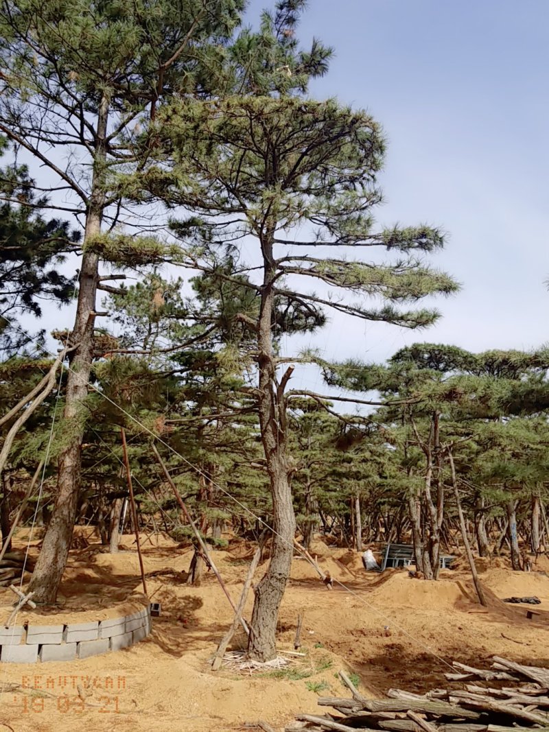 造型油松地径30