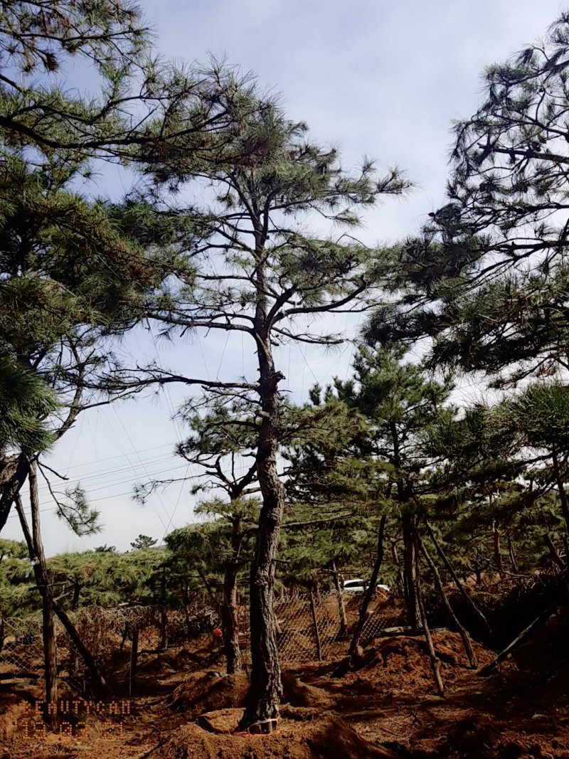 造型油松地径30