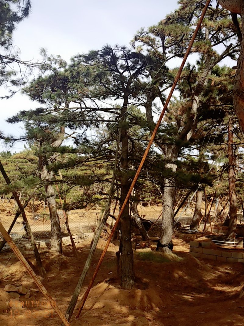 造型油松地径30