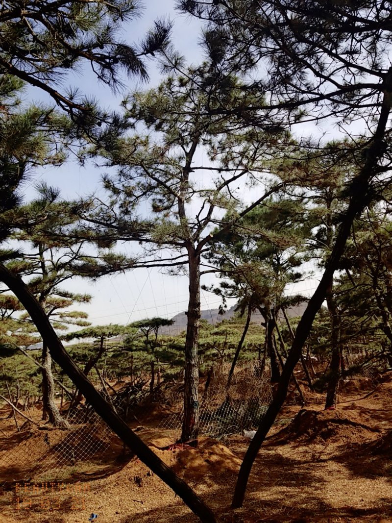 造型油松地径30