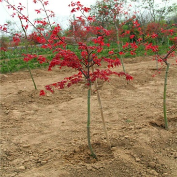 红枫苗，美国红枫，日本红枫，红枫树苗