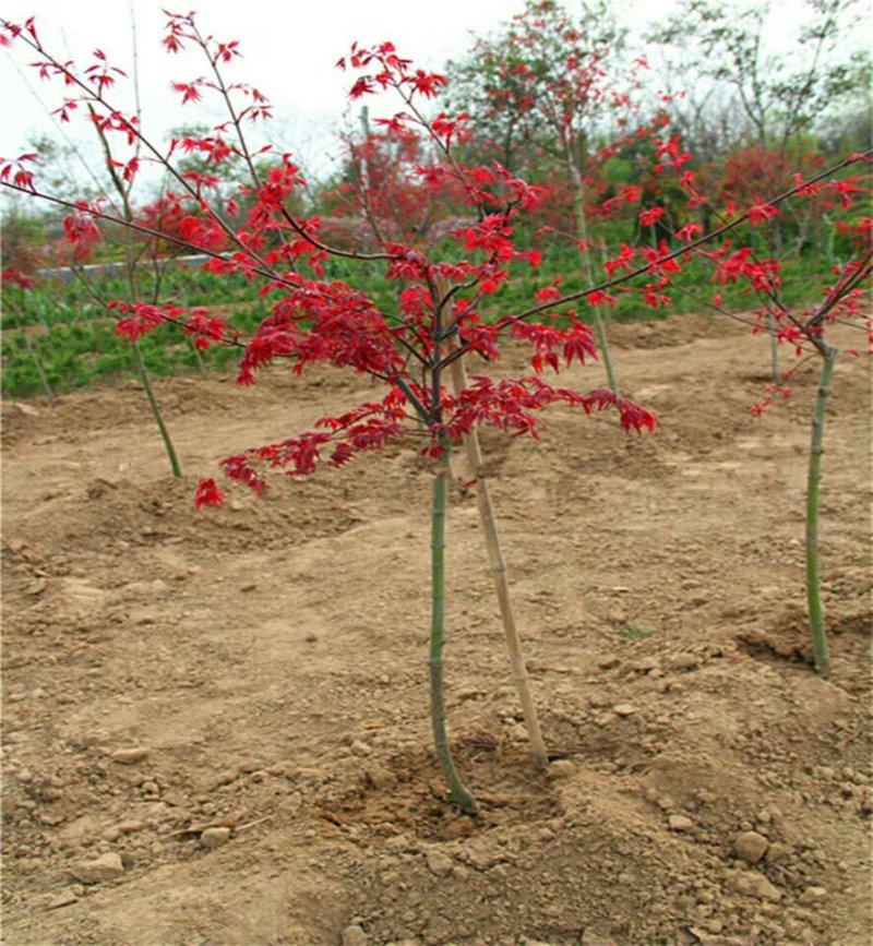 红枫苗，美国红枫，日本红枫，红枫树苗