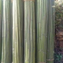 1.5米竹竿长期出售