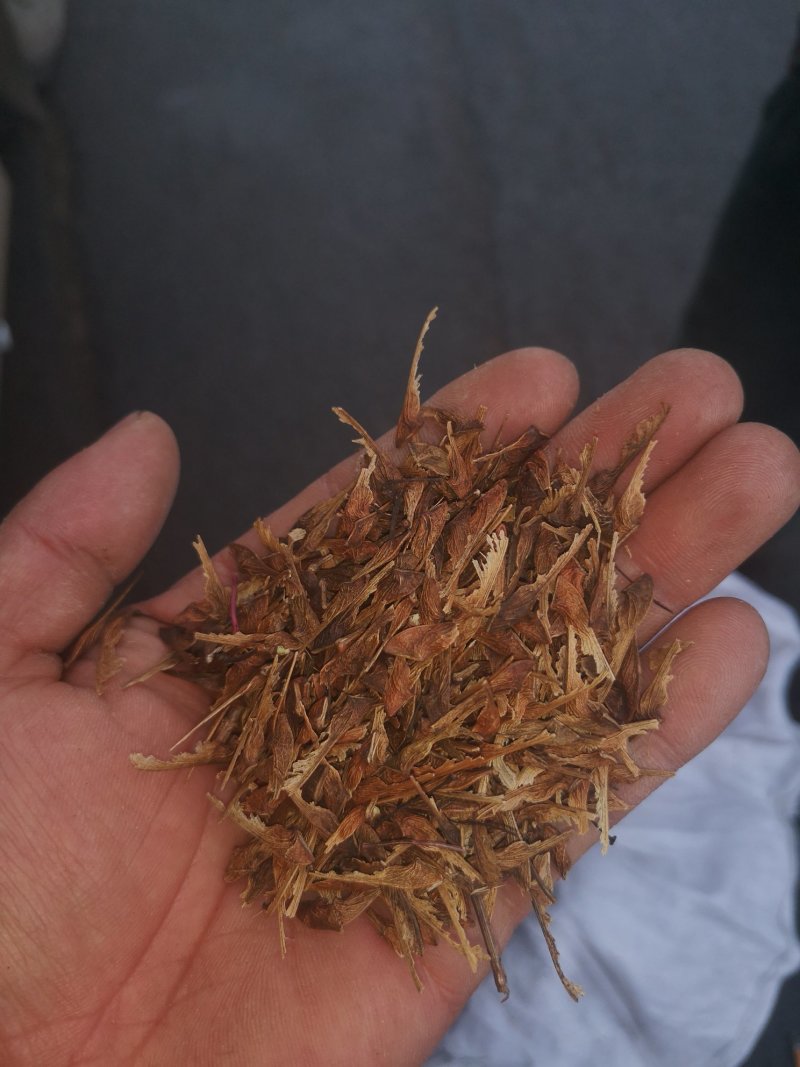插条戚种子