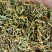 野生型古树茶