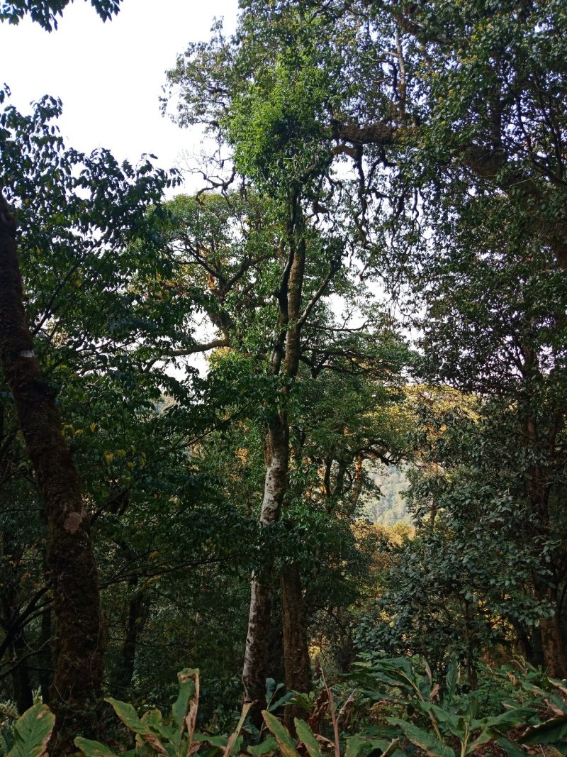 野生型古树茶