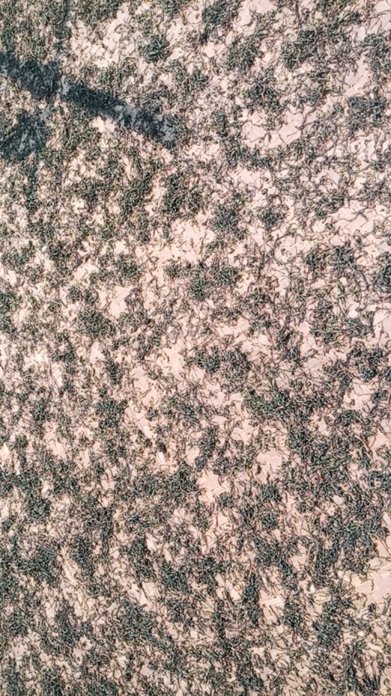 野生型古树茶