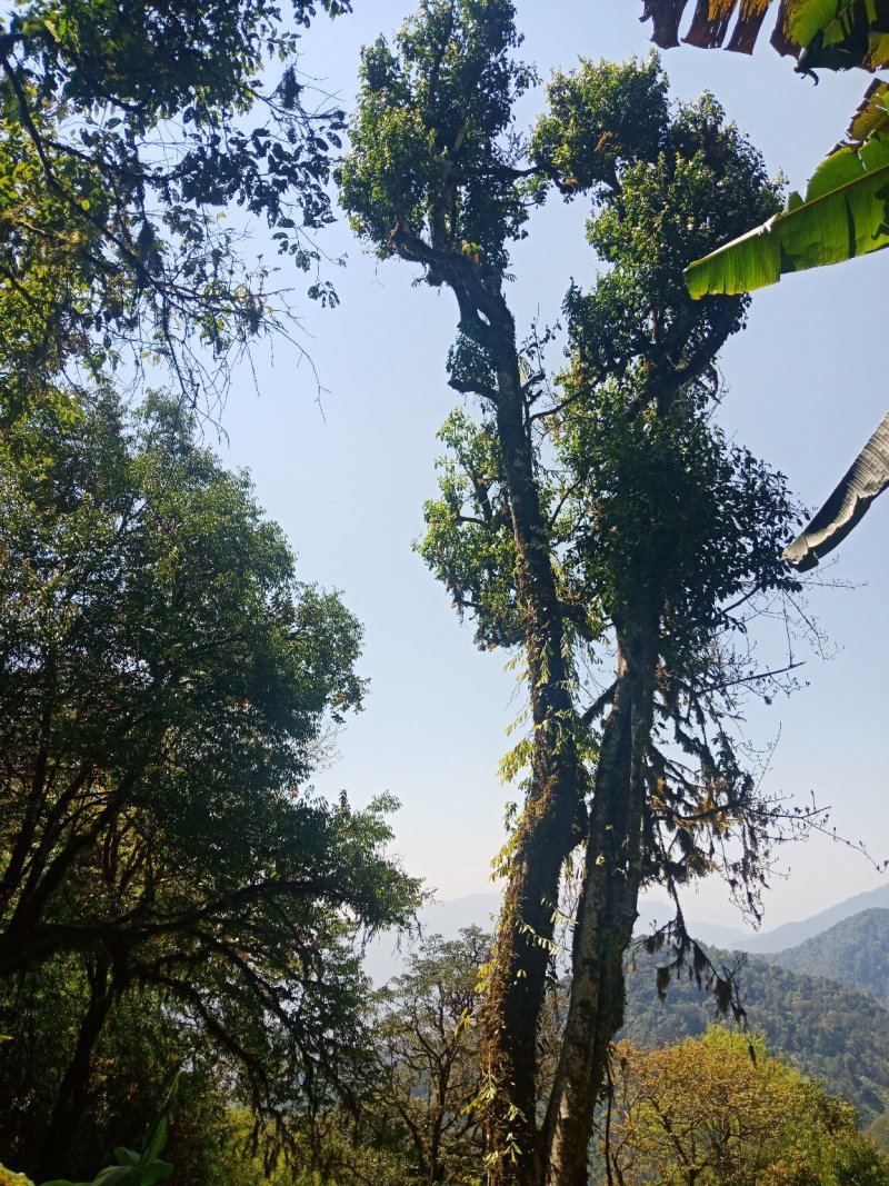 野生型古树茶