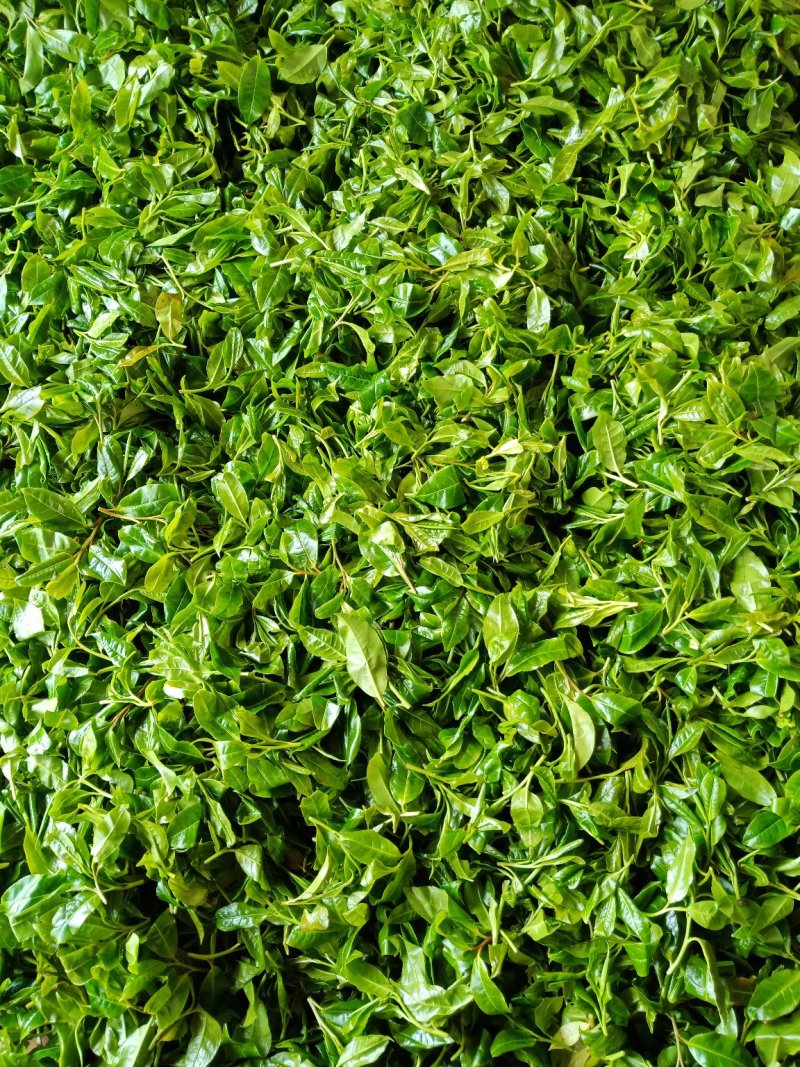 野生型古树茶