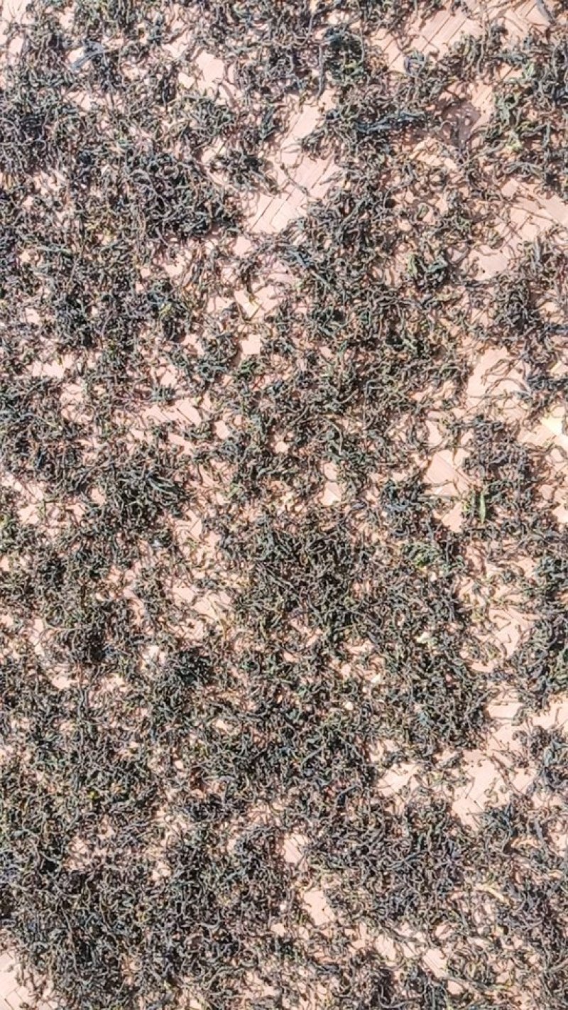 野生型古树茶