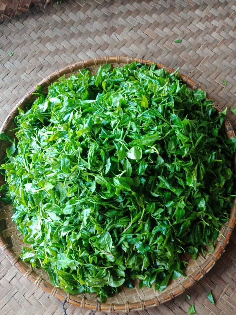 野生型古树茶