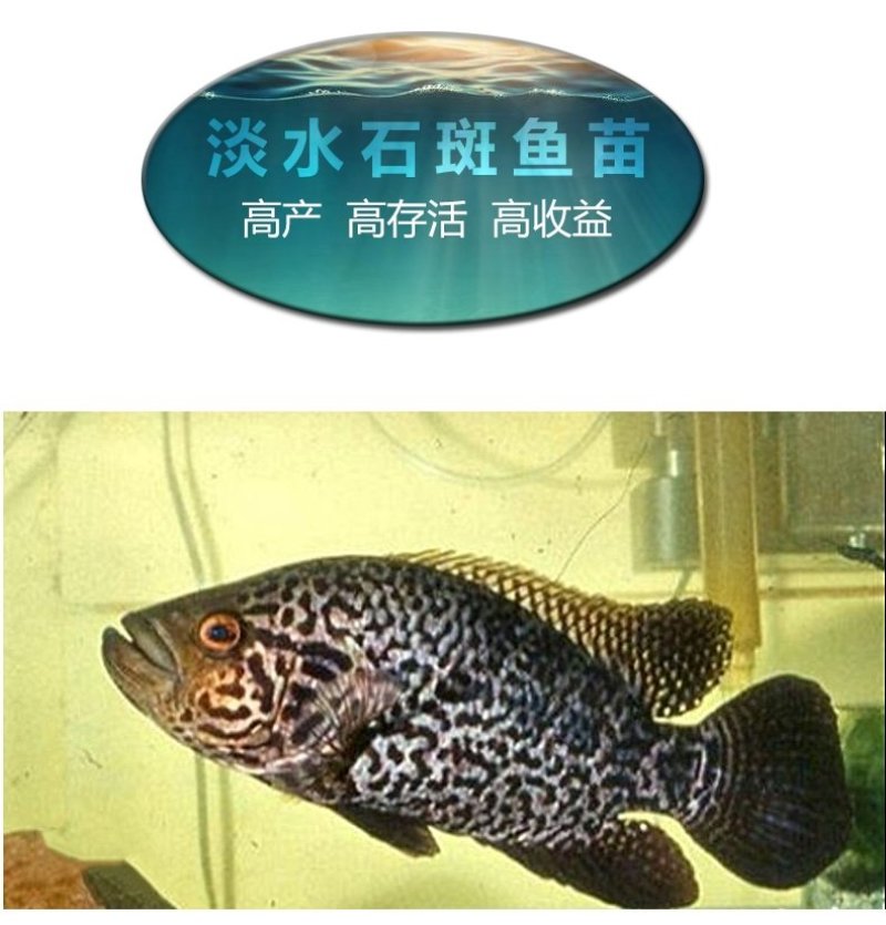 石斑鱼苗淡水石斑鱼鱼苗产地直供量大价优