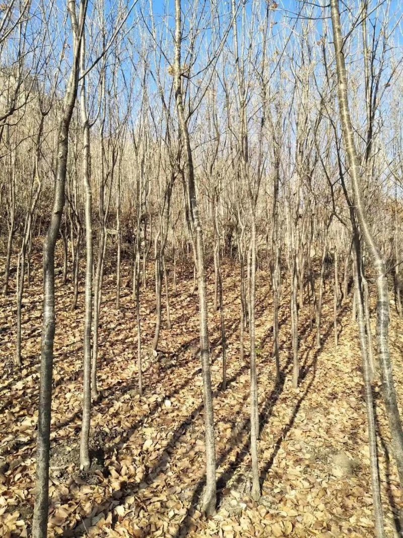 产地批发暴马丁香苗，暴马丁香