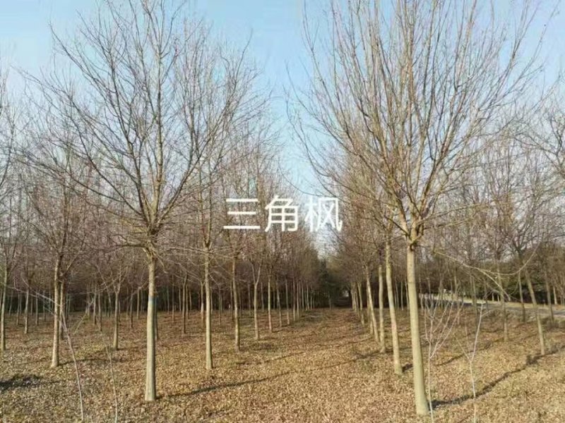 产地批发零售茶条槭，三角枫苗