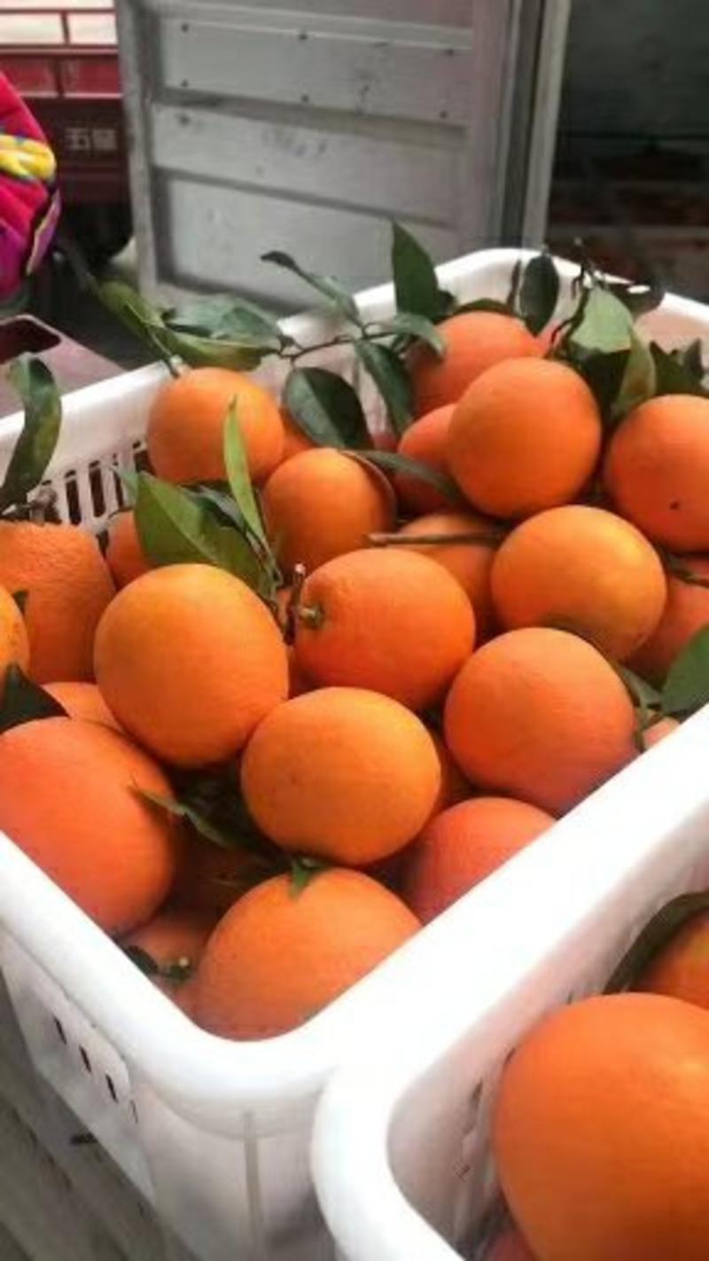 夏橙个大皮红皮薄，对接各大批发市场，商超，电商保质保量