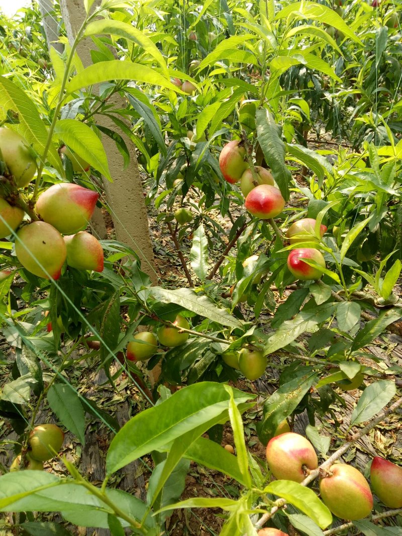 大棚油桃