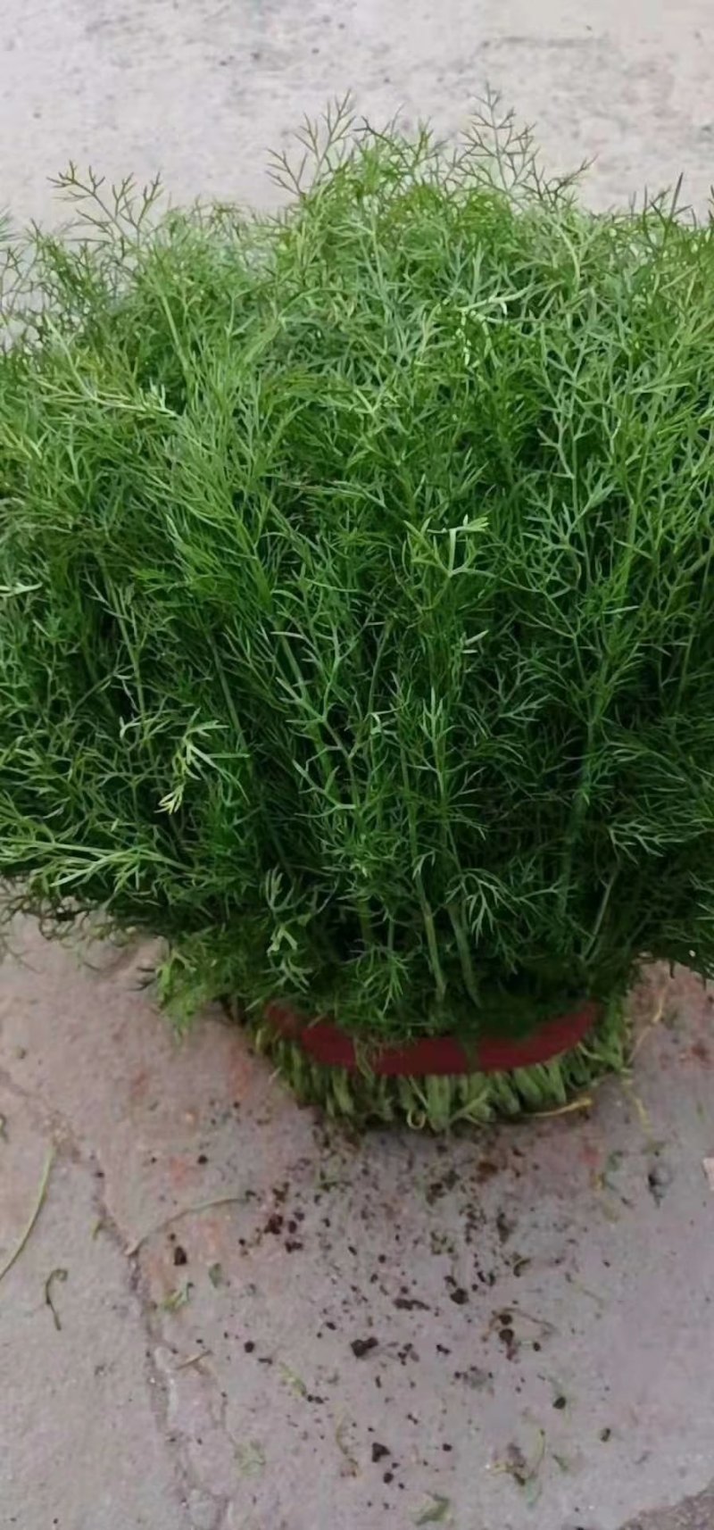 茴香，(色绿、匀实、干巴)，做活整齐，欢迎采购有拔根茴香