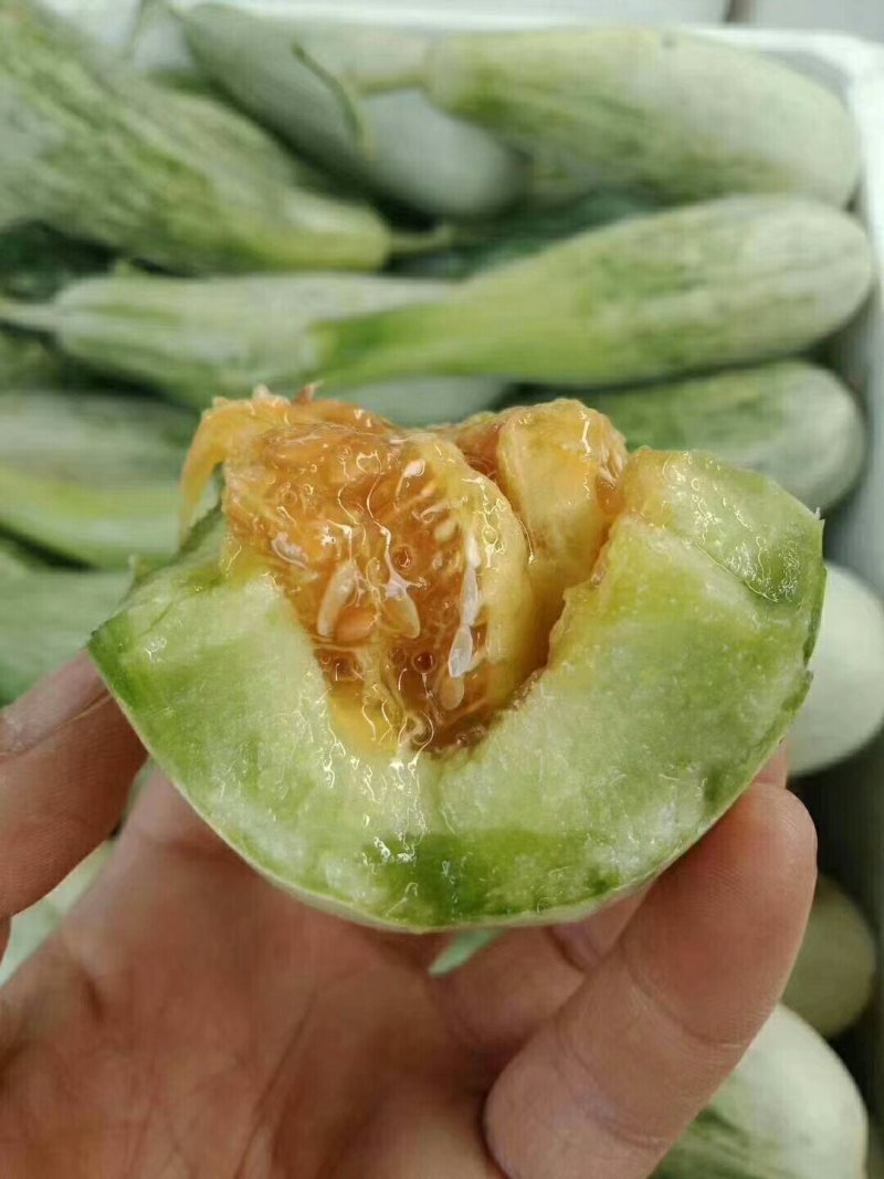 博洋61绿宝东方蜜